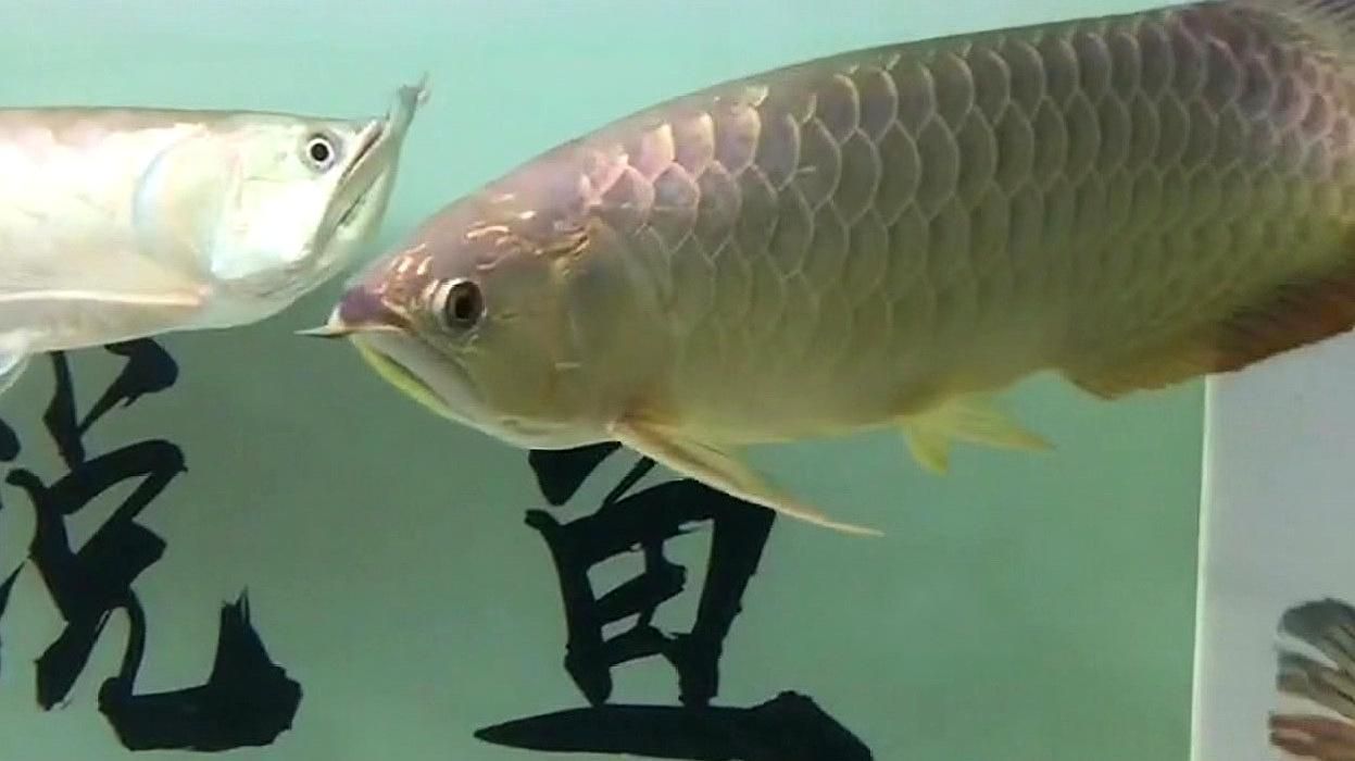 龍魚鰓蓋起水泡會自愈嗎，龍魚鰓蓋出現(xiàn)水泡會自愈嗎 龍魚鰓蓋起水泡會自愈嗎，龍魚鰓蓋出現(xiàn)水泡會自愈嗎 龍魚百科 第3張