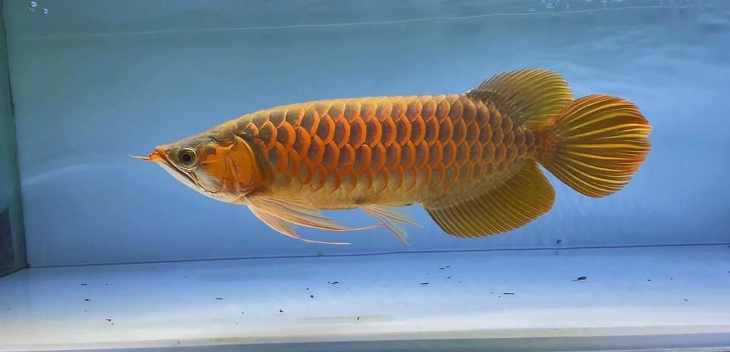 龍魚浮頭顏色變種的價格范圍，龍魚浮頭顏色變種價格