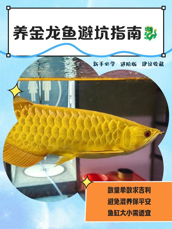 金龍魚和龍魚哪個更適合飼養？，金龍魚和龍魚哪個更適合新手飼養金龍魚更適合新手飼養