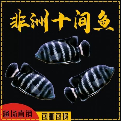 龍魚死亡后多久會吸收負能量?,龍魚死亡后凈化 龍魚百科 第4張 龍魚死亡后多久會吸收負能量?,龍魚死亡后凈化 龍魚死亡后多久會吸收負能量?,龍魚死亡后凈化 龍魚百科 第4張
