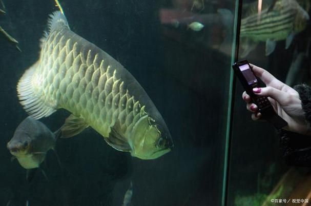 如何判斷龍魚嘴不粘嘴是否嚴重？，arxiv論文助手判斷龍魚嘴“不粘嘴”是否嚴重