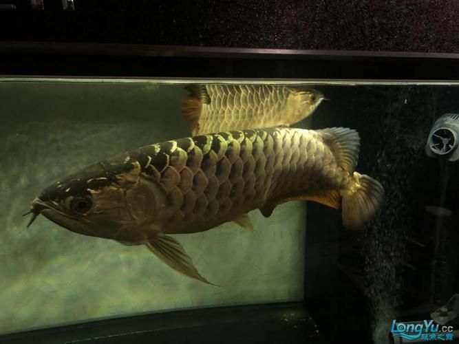 過背金龍魚缸裝飾品推薦，過背金龍魚缸裝飾