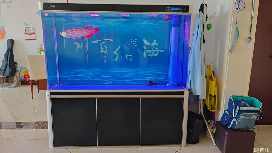 過背金龍魚缸裝飾品推薦，過背金龍魚缸裝飾