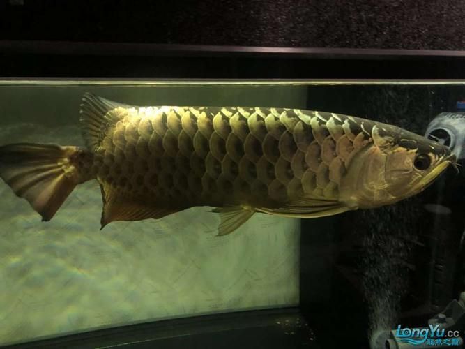 過背金龍魚缸裝飾品推薦，過背金龍魚缸裝飾