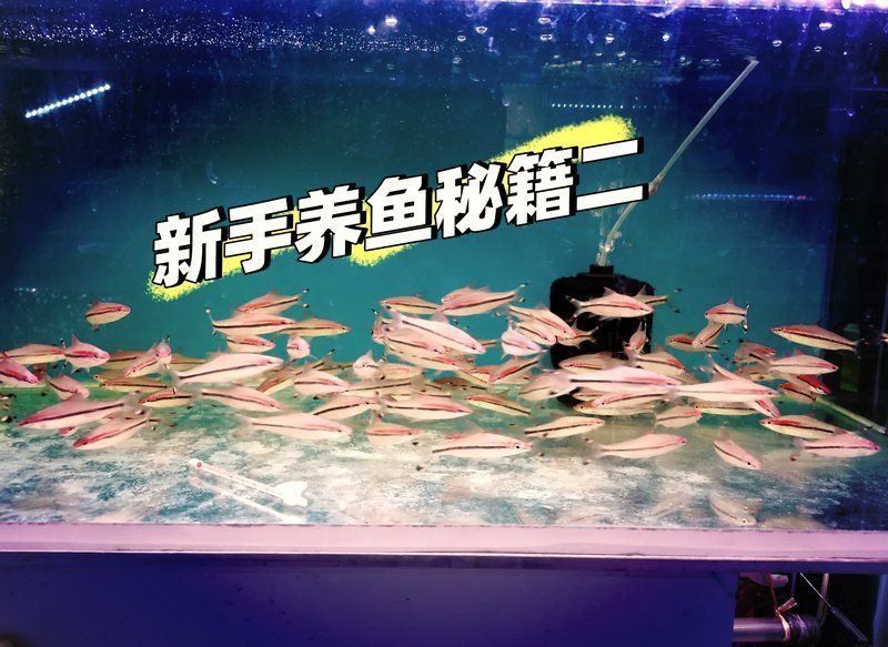 新龍魚入缸后多久會(huì)開(kāi)始攝食，新龍魚入缸后多久會(huì)開(kāi)口？ 新龍魚入缸后多久會(huì)開(kāi)始攝食，新龍魚入缸后多久會(huì)開(kāi)口？ 龍魚百科 第1張