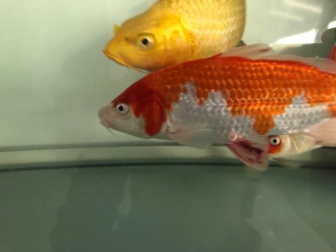 魚鰭根部紅腫充血圖片，如何判斷魚鰭根部紅腫充血是否嚴重 魚鰭根部紅腫充血圖片，如何判斷魚鰭根部紅腫充血是否嚴重 龍魚百科 第6張