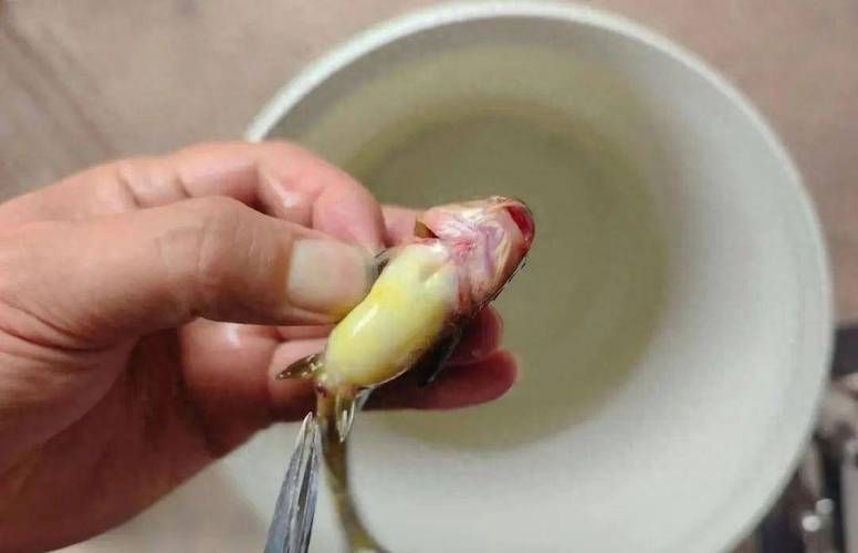 魚鰭根部紅腫充血圖片，如何判斷魚鰭根部紅腫充血是否嚴重 魚鰭根部紅腫充血圖片，如何判斷魚鰭根部紅腫充血是否嚴重 龍魚百科 第11張