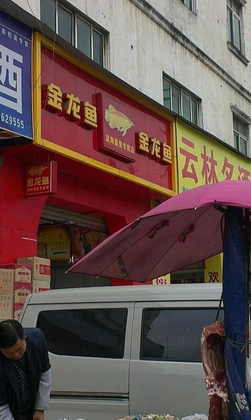 如何查詢其他地區的金龍魚專賣店？，如何查詢金龍魚專賣店 如何查詢其他地區的金龍魚專賣店？，如何查詢金龍魚專賣店 龍魚百科 第2張