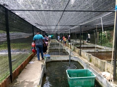 加里曼丹省的龍魚養殖規模有多大？，加里曼丹省的龍魚養殖規模有多大龍魚養殖規模有多大