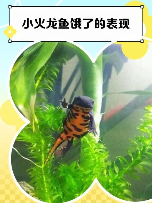 小火龍魚死亡樣子,小火龍魚死亡后多久會腐爛小火龍魚死亡后多久會腐爛 龍魚百科 第9張 小火龍魚死亡樣子,小火龍魚死亡后多久會腐爛小火龍魚死亡后多久會腐爛 小火龍魚死亡樣子,小火龍魚死亡后多久會腐爛小火龍魚死亡后多久會腐爛 龍魚百科 第9張