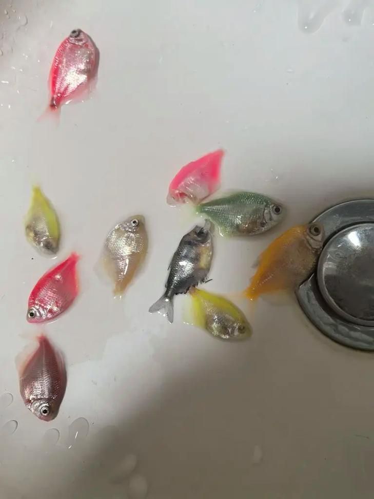 小火龍魚死亡樣子,小火龍魚死亡后多久會腐爛小火龍魚死亡后多久會腐爛 龍魚百科 第4張 小火龍魚死亡樣子,小火龍魚死亡后多久會腐爛小火龍魚死亡后多久會腐爛 小火龍魚死亡樣子,小火龍魚死亡后多久會腐爛小火龍魚死亡后多久會腐爛 龍魚百科 第4張