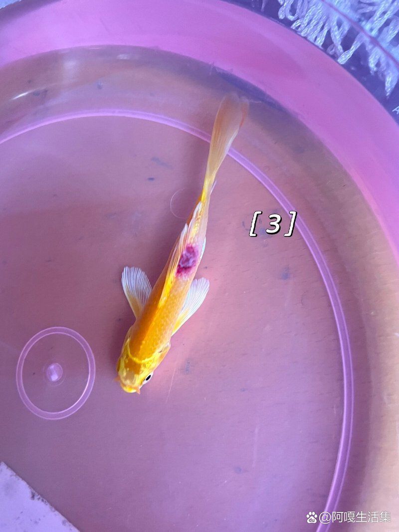 哪些藥物可以治療魚外傷