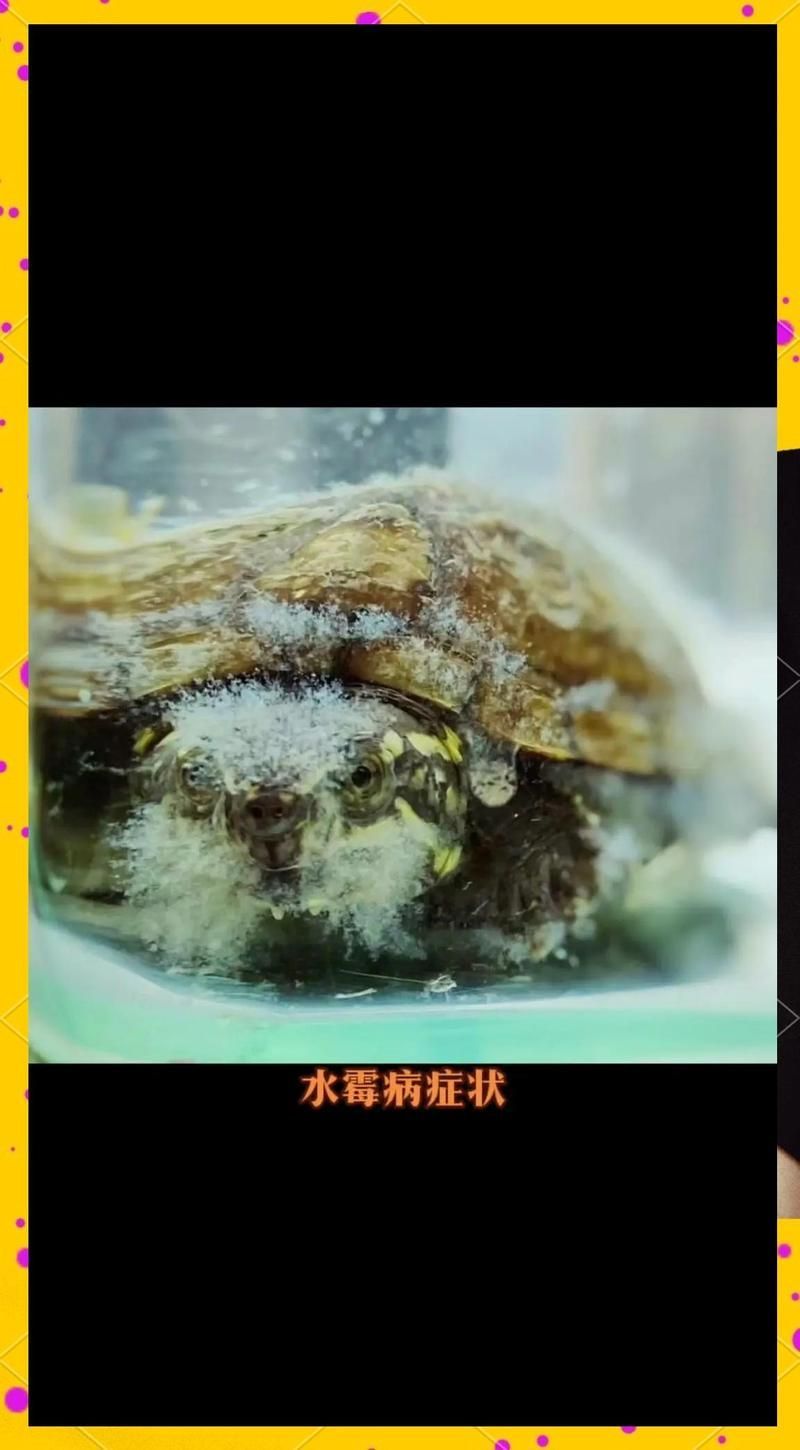 水霉病預防措施有哪些，冬季養魚必看:水霉病防治全攻略光影粒粒安,水霉病高發期