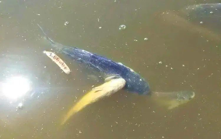 水霉病預防措施有哪些，冬季養魚必看:水霉病防治全攻略光影粒粒安,水霉病高發期