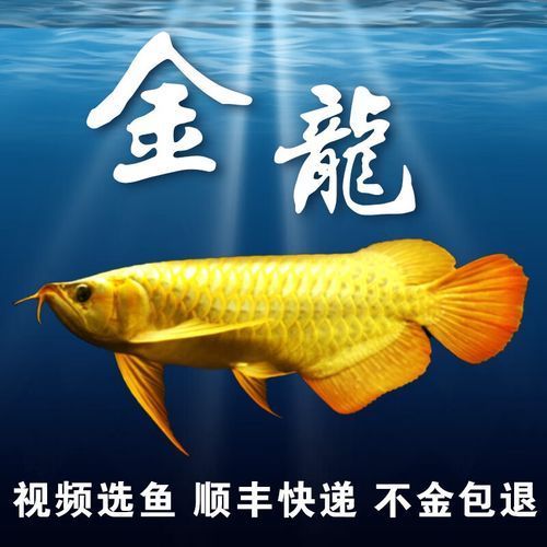 哪里可以購(gòu)買到40公分的高背金龍魚？，哪里可以購(gòu)買到40公分高背金龍魚？