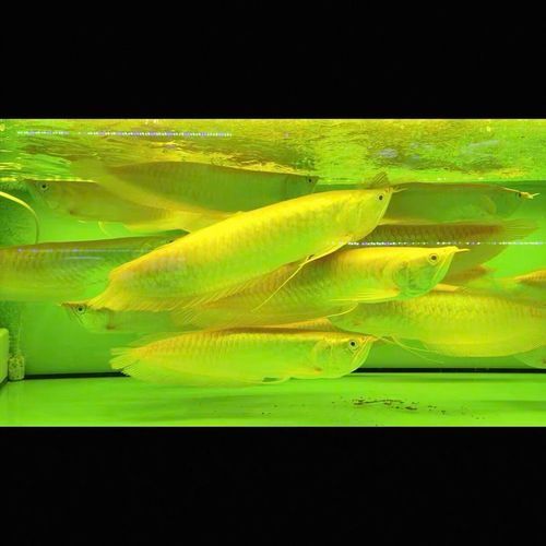 哪里可以購(gòu)買到40公分的高背金龍魚？，哪里可以購(gòu)買到40公分高背金龍魚？