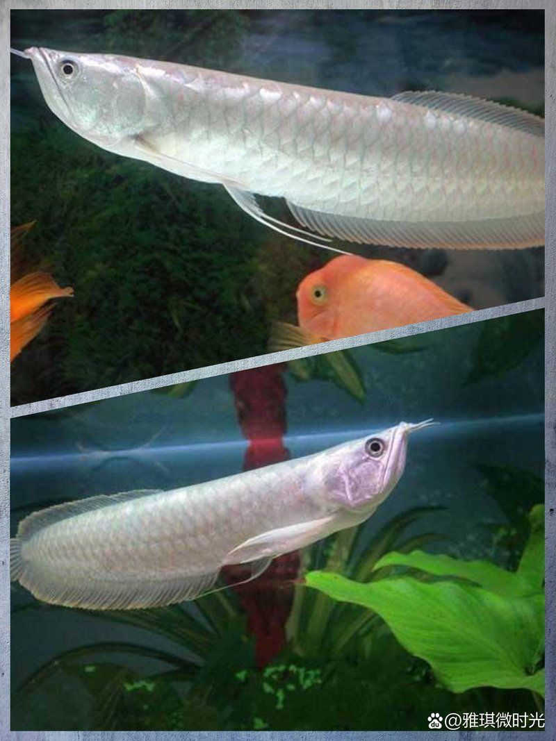 如何辨別銀龍魚的品相，如何通過觀察銀龍魚的外觀特征、行為習性以及相關問題來辨別其品相優劣