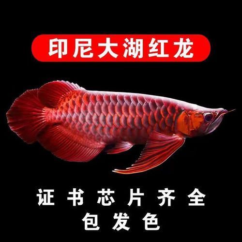 哪里可以買到正品紅龍幼苗，紅龍幼苗的購買渠道