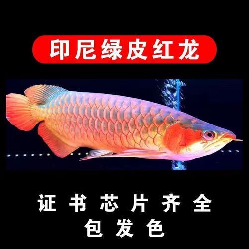 哪里可以買到正品紅龍幼苗，紅龍幼苗的購買渠道