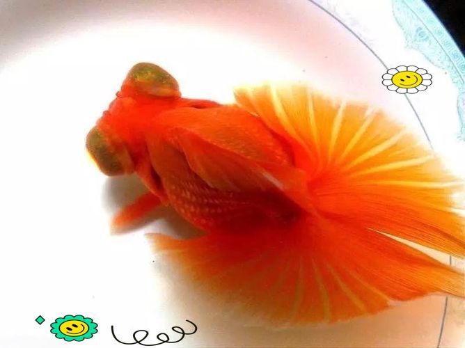 有哪些優(yōu)質(zhì)蝶尾金魚品種推薦，優(yōu)質(zhì)蝶尾金魚品種推薦