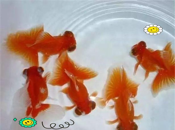 有哪些優(yōu)質(zhì)蝶尾金魚品種推薦，優(yōu)質(zhì)蝶尾金魚品種推薦
