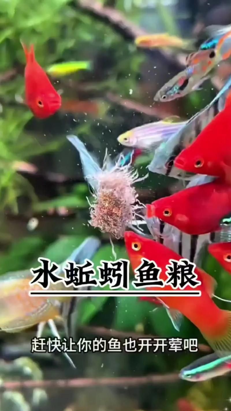 有哪些餌料適合20公分紅龍魚？，20公分紅龍魚一周喂食計劃表，幫你實現(xiàn)營養(yǎng)均衡又省心的飼養(yǎng)？