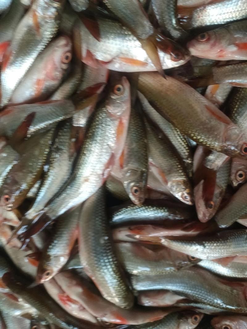 有哪些餌料適合20公分紅龍魚？，20公分紅龍魚一周喂食計劃表，幫你實現(xiàn)營養(yǎng)均衡又省心的飼養(yǎng)？