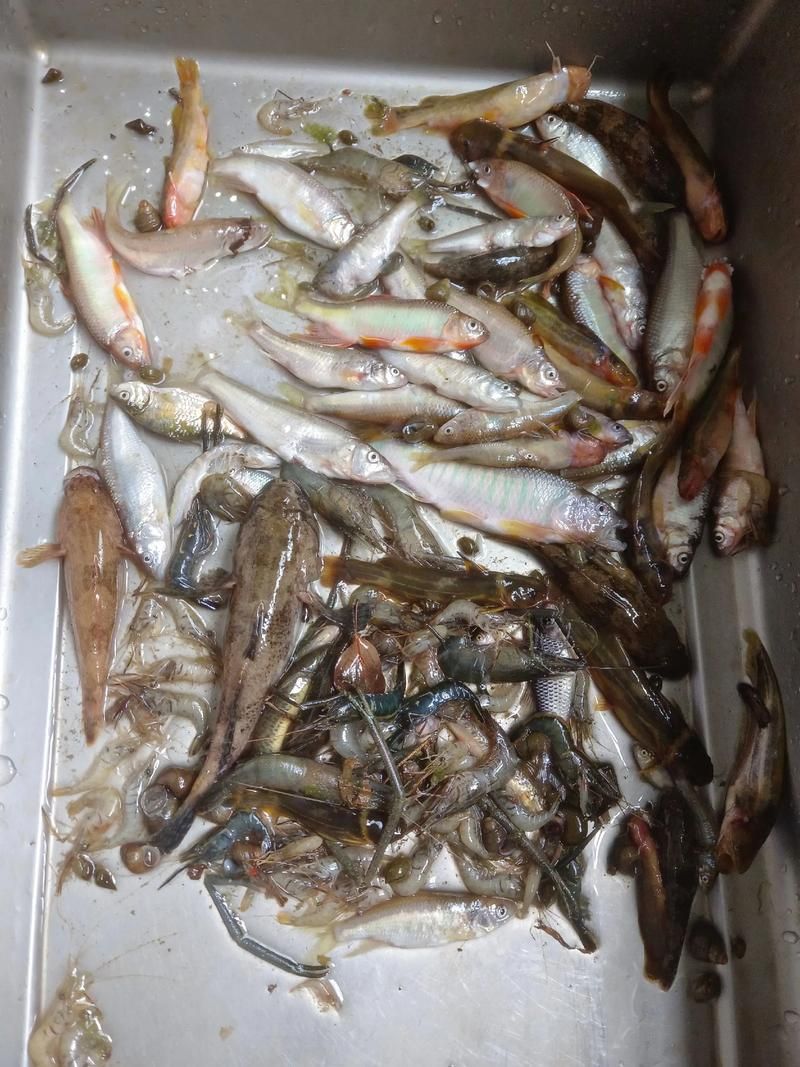 有哪些餌料適合20公分紅龍魚？，20公分紅龍魚一周喂食計劃表，幫你實現(xiàn)營養(yǎng)均衡又省心的飼養(yǎng)？