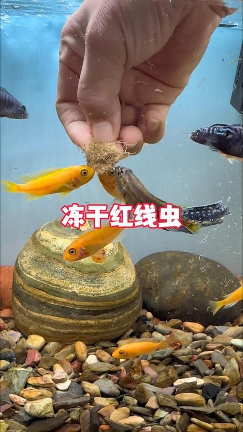 有哪些餌料適合20公分紅龍魚？，20公分紅龍魚一周喂食計劃表，幫你實現(xiàn)營養(yǎng)均衡又省心的飼養(yǎng)？