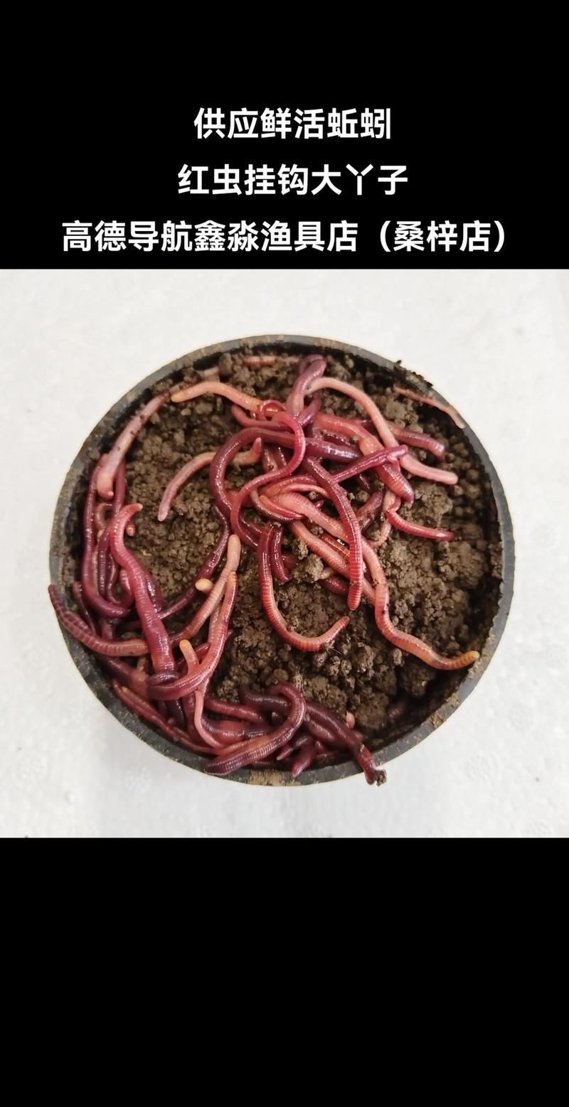 有哪些餌料適合20公分紅龍魚？，20公分紅龍魚一周喂食計劃表，幫你實現(xiàn)營養(yǎng)均衡又省心的飼養(yǎng)？