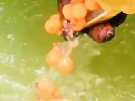 金龍魚和銀龍魚的繁殖方式有何不同？，金龍魚和銀龍魚的繁殖方式存在顯著差異，金龍魚和銀龍魚哪個更受歡迎 金龍魚和銀龍魚的繁殖方式有何不同？，金龍魚和銀龍魚的繁殖方式存在顯著差異，金龍魚和銀龍魚哪個更受歡迎 龍魚百科 第3張
