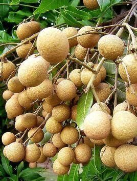 龍眼爛尾最忌三種東西，導致龍眼爛尾的三大原因及其防治要點