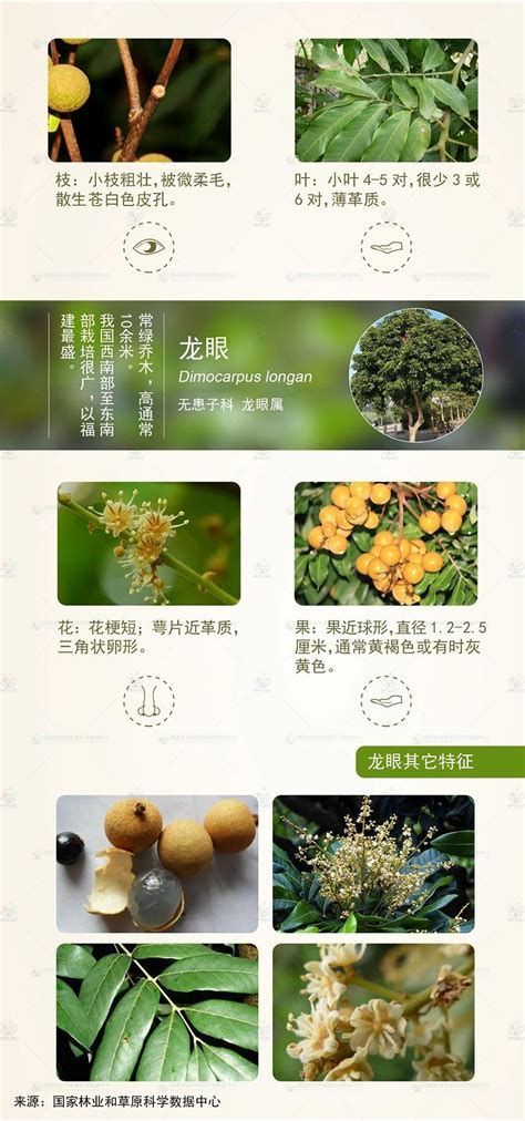 龍眼爛尾最忌三種東西，導致龍眼爛尾的三大原因及其防治要點