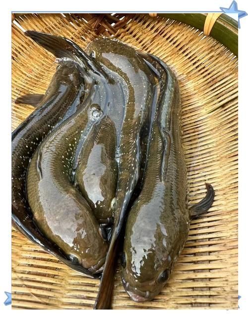 七星龍魚有哪些飼養技巧,七星龍魚的飼養技術 龍魚百科 第5張 七星龍魚有哪些飼養技巧,七星龍魚的飼養技術 七星龍魚有哪些飼養技巧,七星龍魚的飼養技術 龍魚百科 第5張