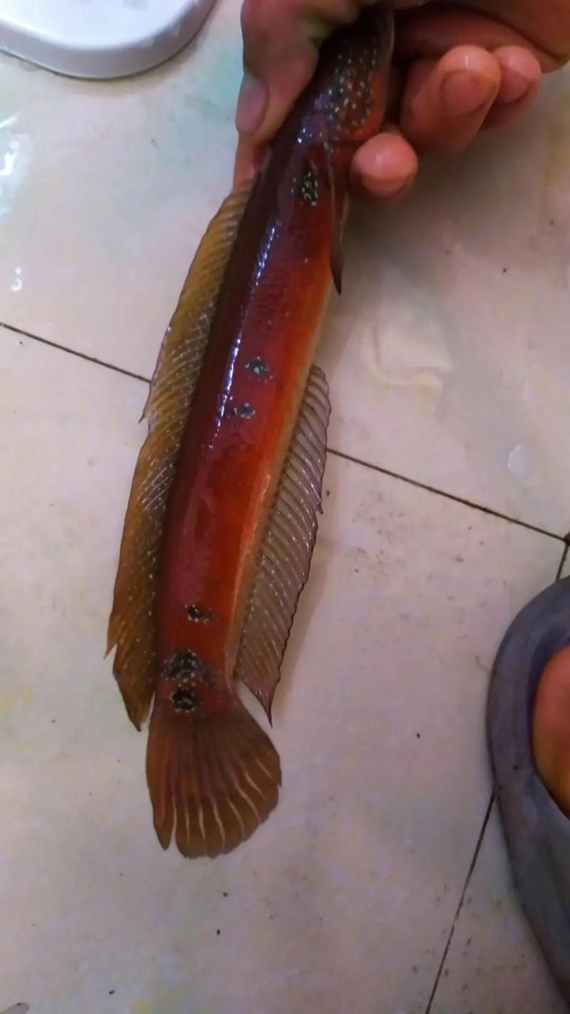 七星龍魚有哪些飼養技巧,七星龍魚的飼養技術 龍魚百科 第3張 七星龍魚有哪些飼養技巧,七星龍魚的飼養技術 七星龍魚有哪些飼養技巧,七星龍魚的飼養技術 龍魚百科 第3張