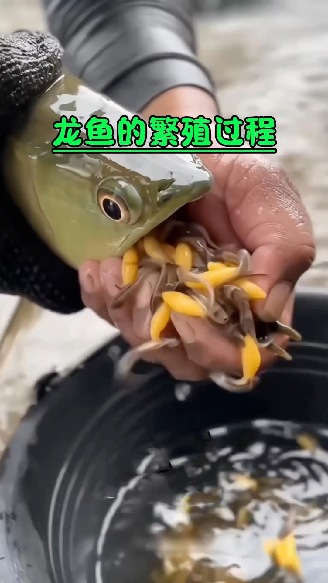 雄縣龍魚的繁殖難度如何？，雄縣龍魚繁殖成功案例分享龍魚繁殖成功案例分享