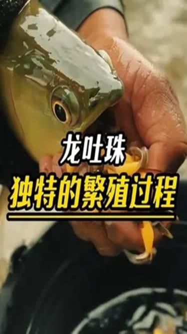 雄縣龍魚的繁殖難度如何？，雄縣龍魚繁殖成功案例分享龍魚繁殖成功案例分享