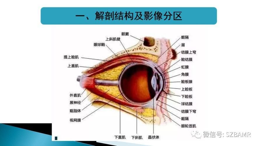 有哪些藥物可以幫助治療魚突眼，“魚突眼”并非醫學標準術語可以幫助治療魚突眼ted