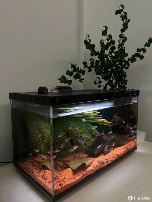 推薦幾款適合新手的魚缸，適合新手養魚的魚缸推薦