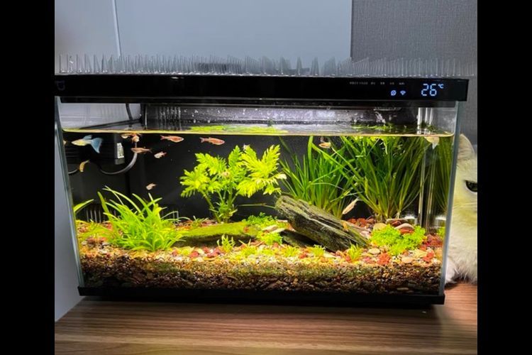 推薦幾款適合新手的魚缸，適合新手養魚的魚缸推薦