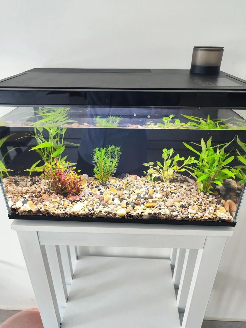 推薦幾款適合新手的魚缸，適合新手養魚的魚缸推薦