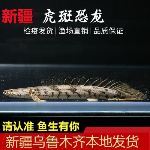 虎斑恐龍魚放生需要哪些手續？，虎斑恐龍魚放生手續