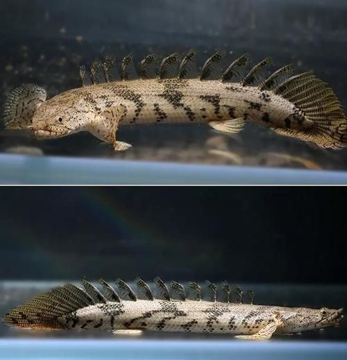 虎斑恐龍魚放生需要哪些手續？，虎斑恐龍魚放生手續