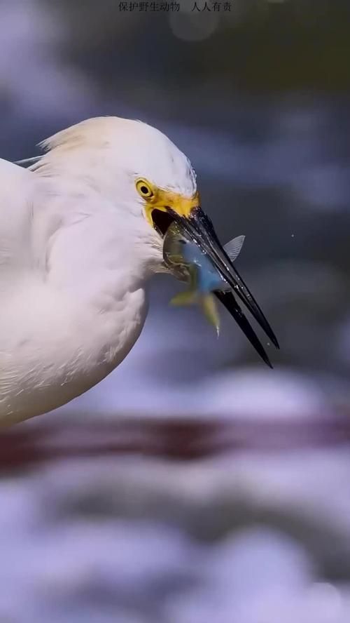火龍魚蠑螈有哪些天敵？，“火龍魚蠑螈”并非真實(shí)存在的天敵體系