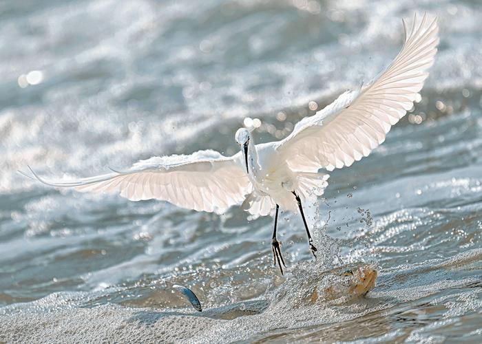 火龍魚蠑螈有哪些天敵？，“火龍魚蠑螈”并非真實(shí)存在的天敵體系