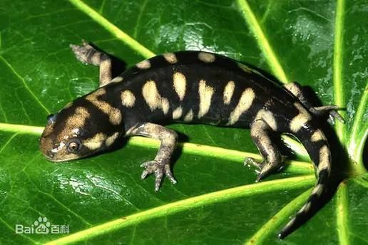 火龍魚蠑螈有哪些天敵？，“火龍魚蠑螈”并非真實(shí)存在的天敵體系