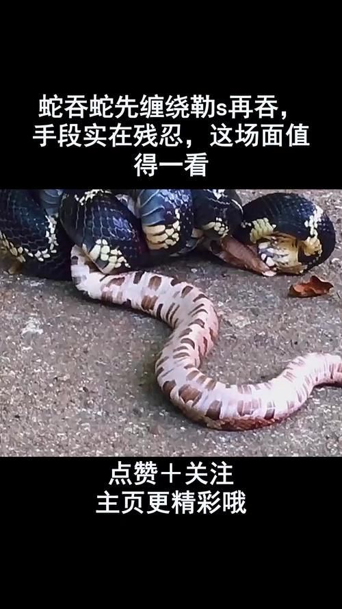 火龍魚蠑螈有哪些天敵？，“火龍魚蠑螈”并非真實(shí)存在的天敵體系