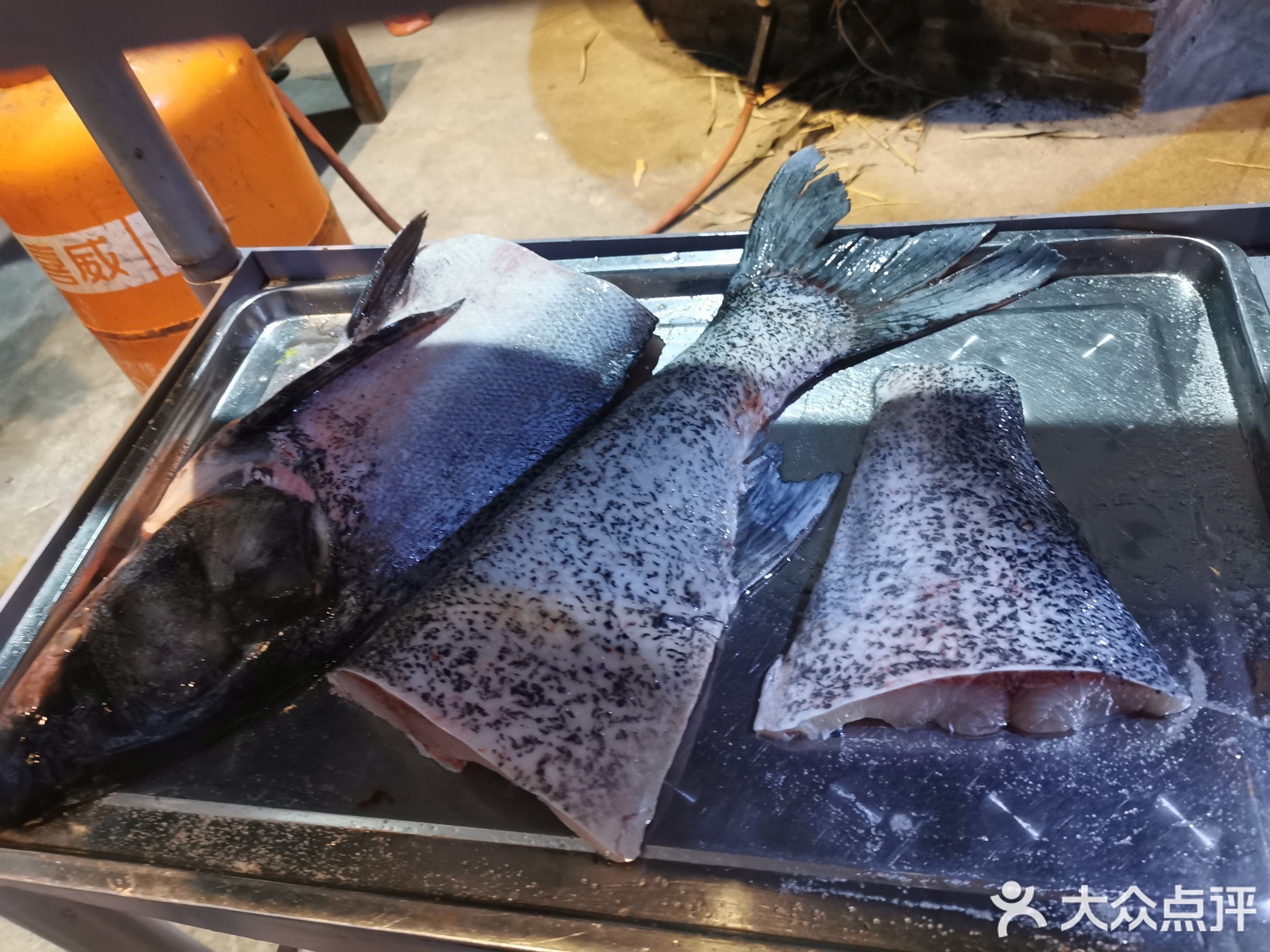 推薦幾家廣州的龍魚養殖場，廣州龍魚養殖場