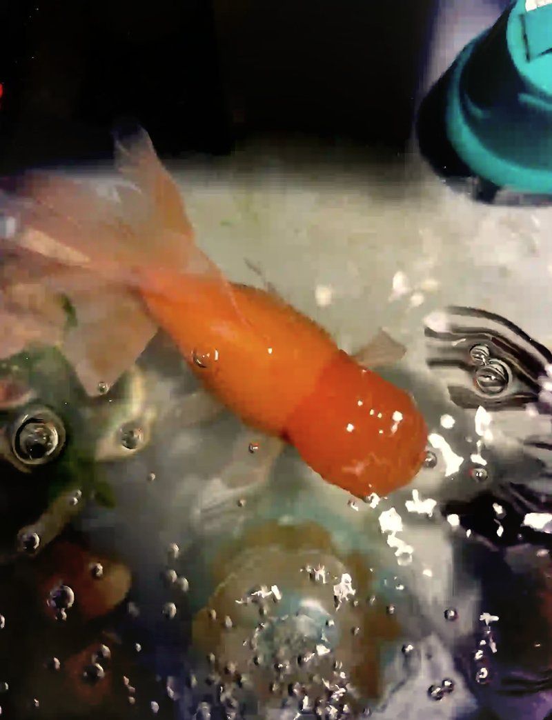 金魚炸鱗期間需要停食嗎，金魚炸鱗期間需要停食嗎金魚炸鱗期間需要停食嗎