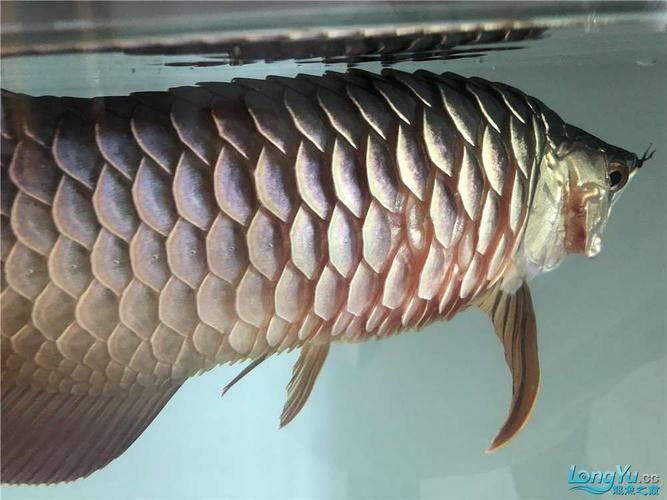 龍魚炸鱗初期癥狀圖片，龍魚炸鱗初期癥狀圖片詳解龍魚炸鱗初期癥狀